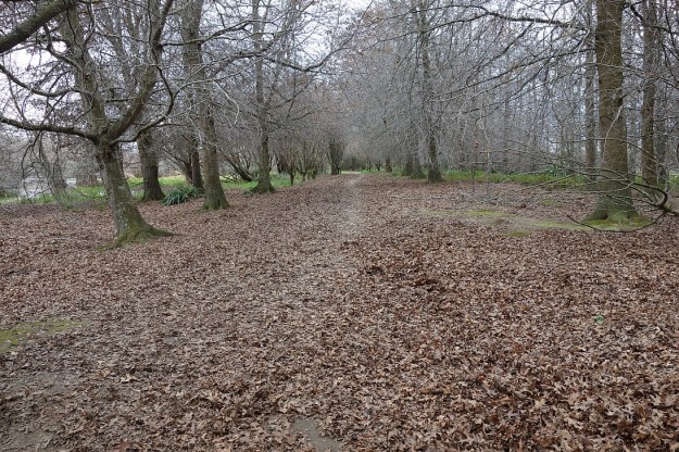 DSC03203_HowarthMemorialWetland