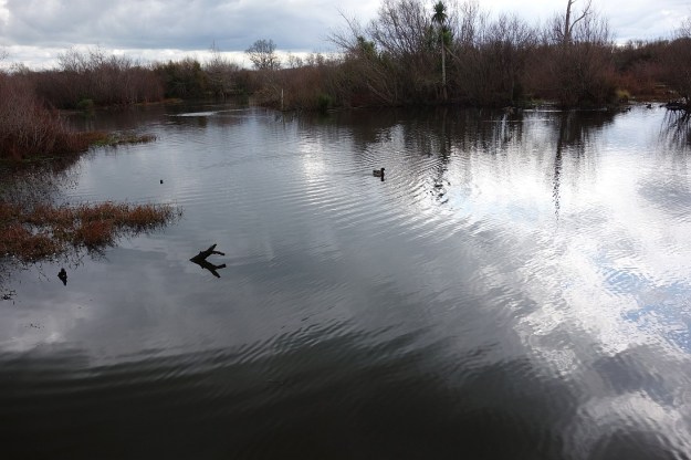DSC03218_HowarthMemorialWetland