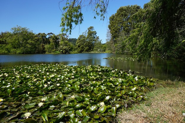 DSC02754_BlackHillWaihi