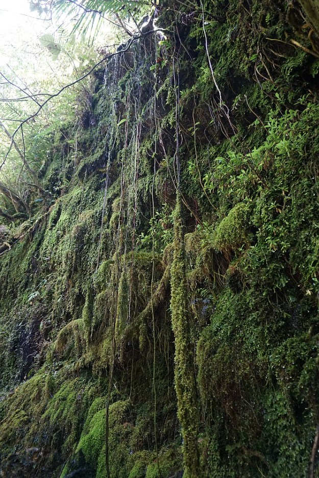 DSC02797_WharawharaTramway