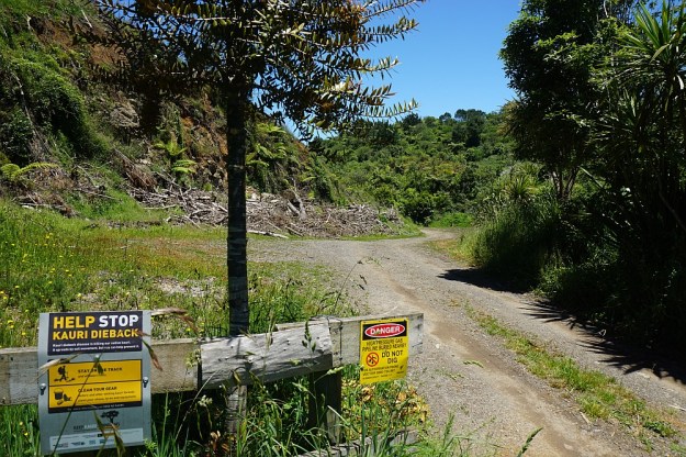 DSC02824_RapurapuKauriTrk