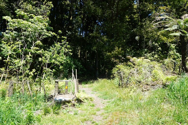 DSC02827_RapurapuKauriTrk