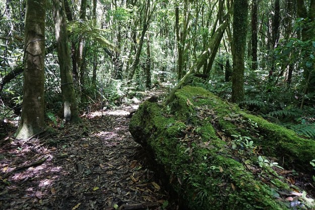 DSC02828_RapurapuKauriTrk