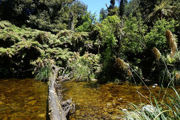 DSC02832_RapurapuKauriTrk