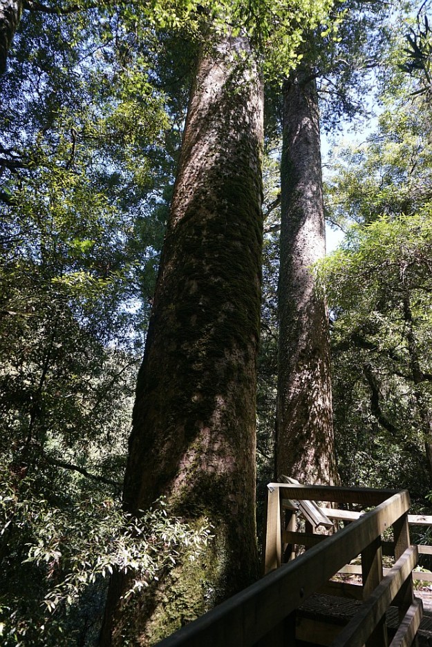 DSC02838_RapurapuKauriTrk