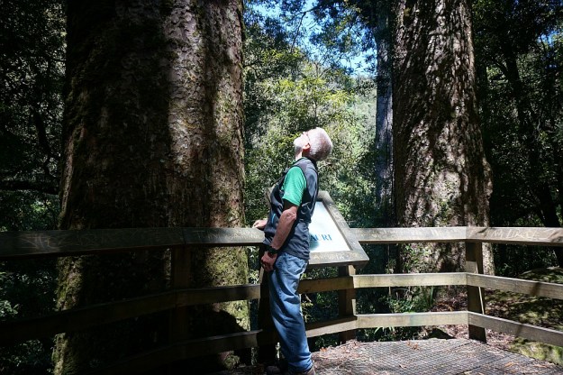 DSC02844_RapurapuKauriTrk