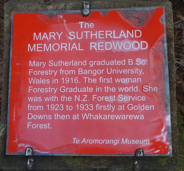 DSC02864_RedwoodsPohaturoa