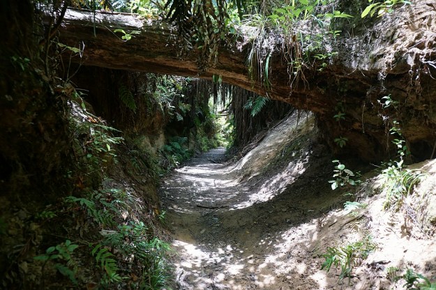 DSC02919_RedwoodsQuarry