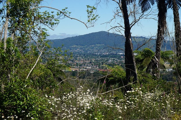 DSC02932_RedwoodsTokorangiPa