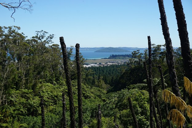 DSC02934_RedwoodsTokorangiPa