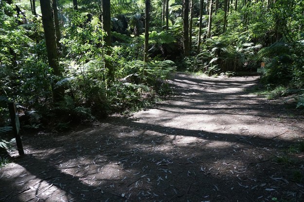 DSC02935_RedwoodsTokorangiPa