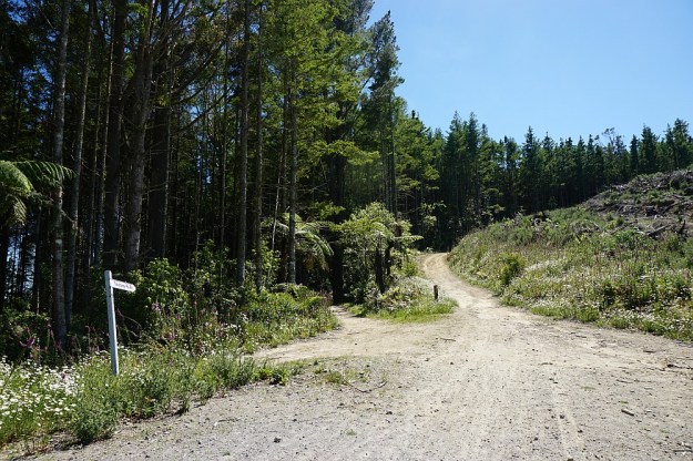 DSC02939_RedwoodsTokorangiPa