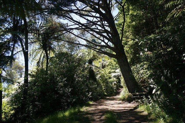 DSC02942_RedwoodsTokorangiPa