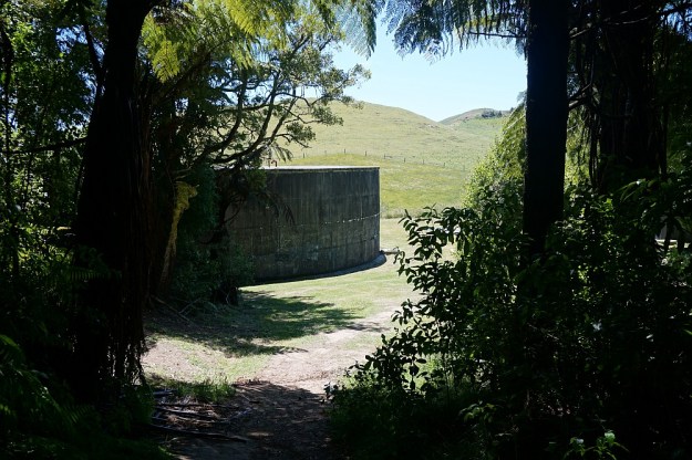 DSC02961_RedwoodsTokorangiPa