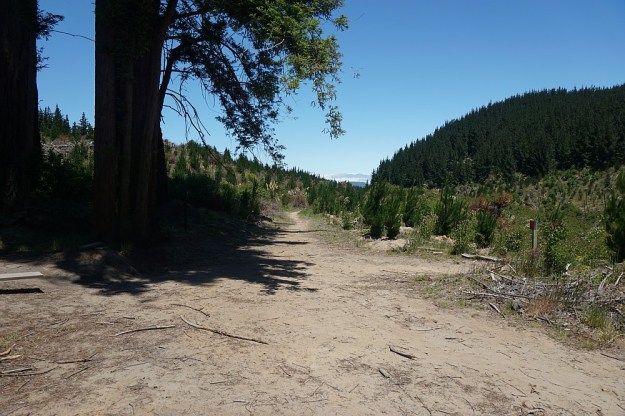 DSC02982_RedwoodsTokorangiPa