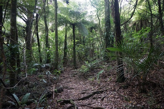 DSC03045_DickeyFlat_Karangahake