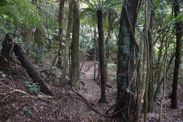 DSC03050_DickeyFlat_Karangahake