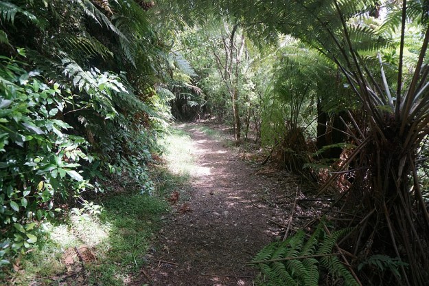 DSC03056_DickeyFlat_Karangahake