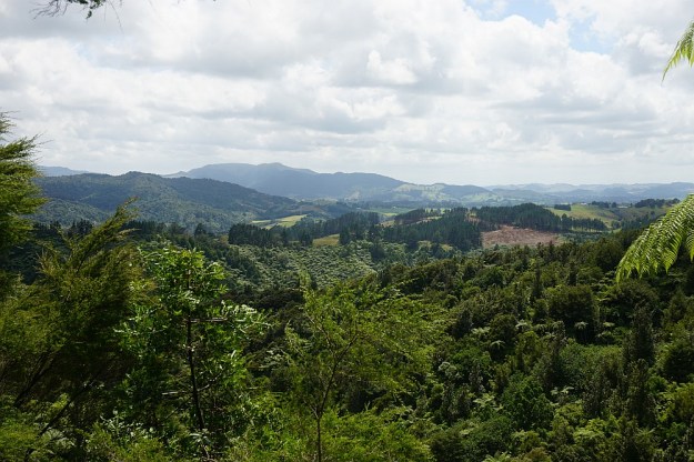 DSC03057_DickeyFlat_Karangahake