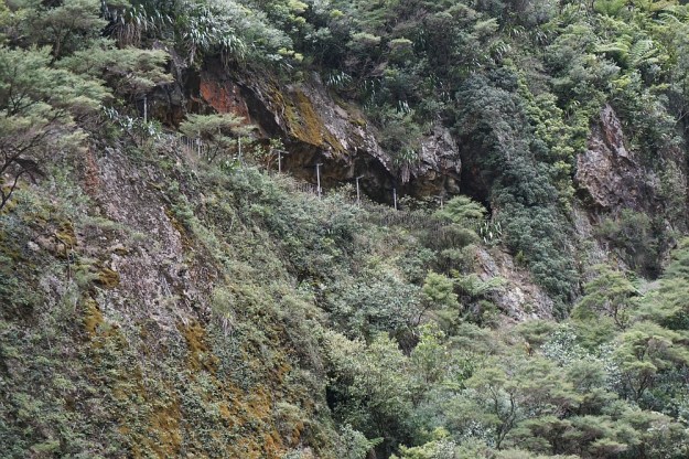DSC03075_DickeyFlat_Karangahake