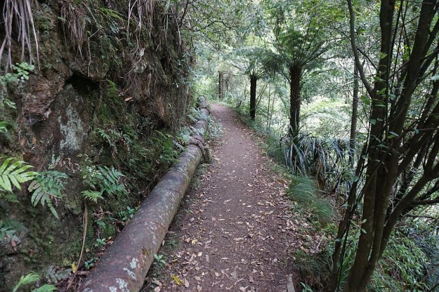 DSC03086_DickeyFlat_Karangahake