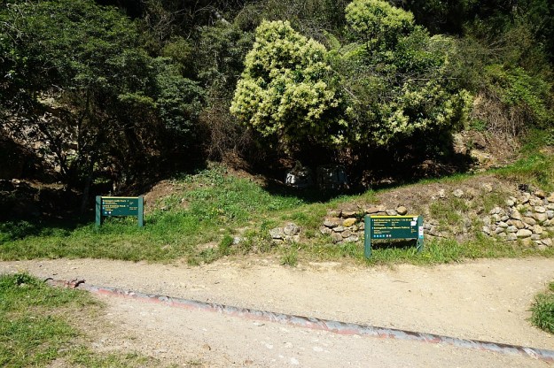 DSC03117_MtKarangahake