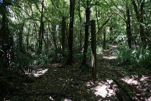 DSC03136_MtKarangahake