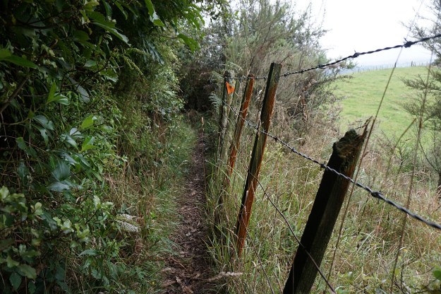 DSC03181_WairereFalls