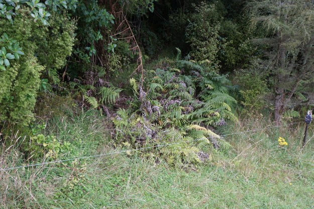 DSC03184_WairereFalls