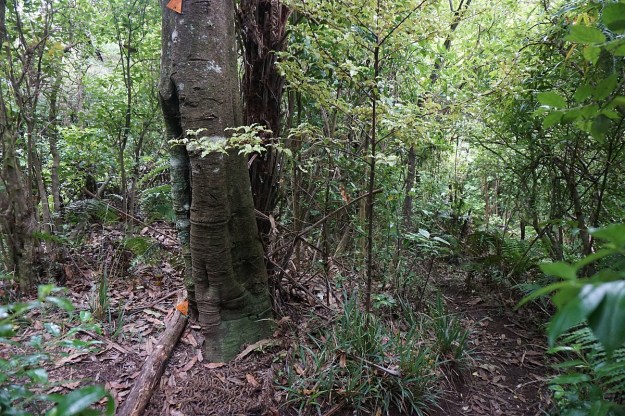 DSC03186_WairereFalls