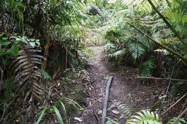 DSC03191_WairereFalls