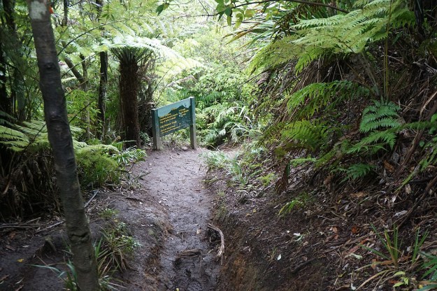 DSC03210_WairereFalls