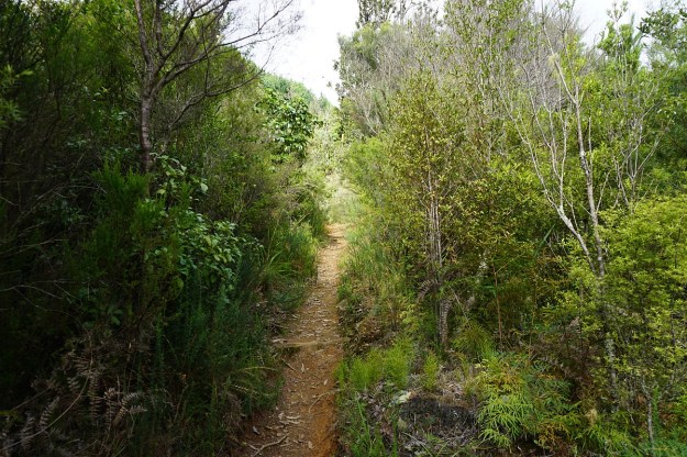 DSC03234_AnanuiFalls