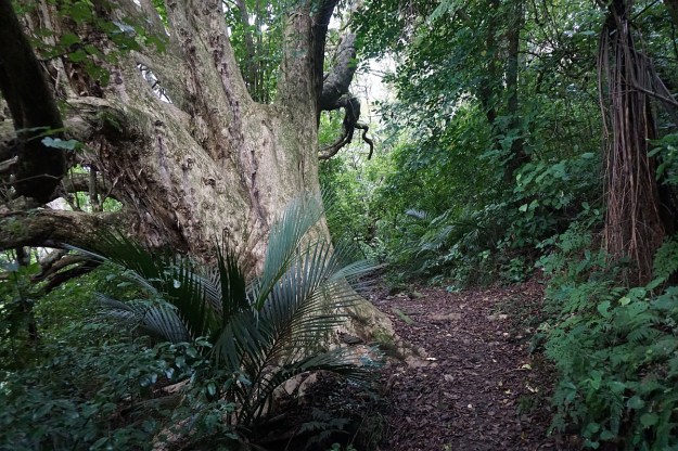 DSC03372_TeArohaTui-Domain