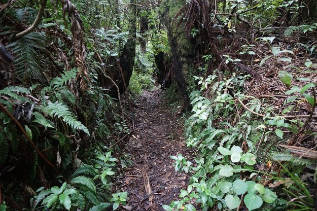 DSC03403_TeArohaTui-Domain