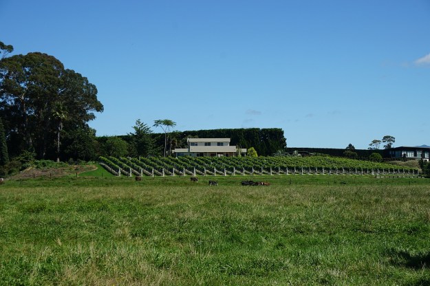 DSC03578_KauriPt_OngarePt