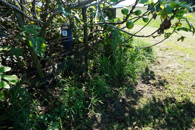 DSC03587_KauriPt_OngarePt