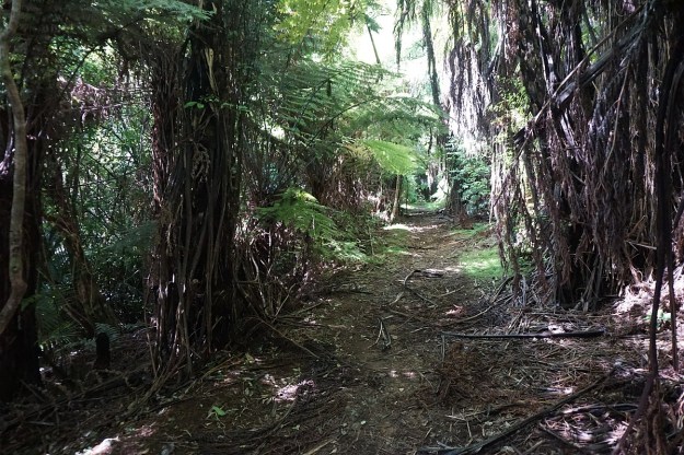 DSC03600_Dickey_Mangakino