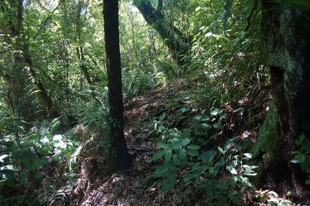 DSC03604_Dickey_Mangakino