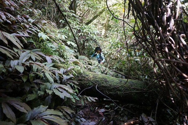 DSC03611_Dickey_Mangakino