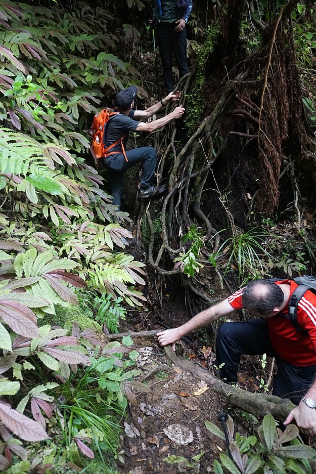 DSC03613_Dickey_Mangakino