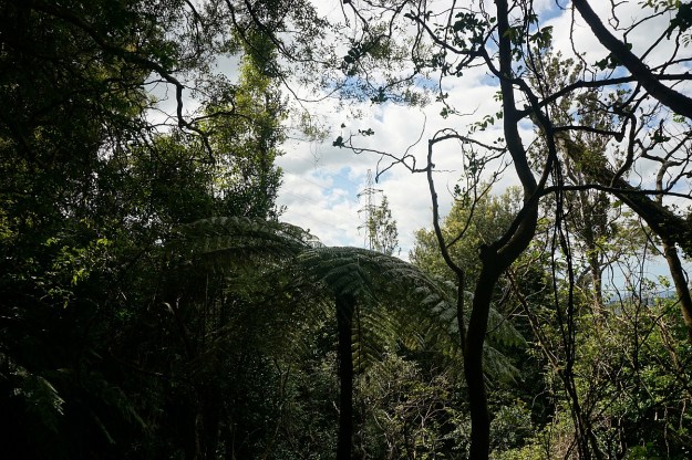 DSC03616_Dickey_Mangakino