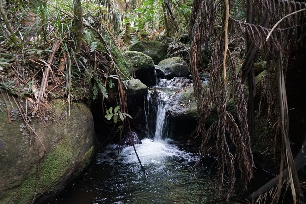 DSC03617_Dickey_Mangakino