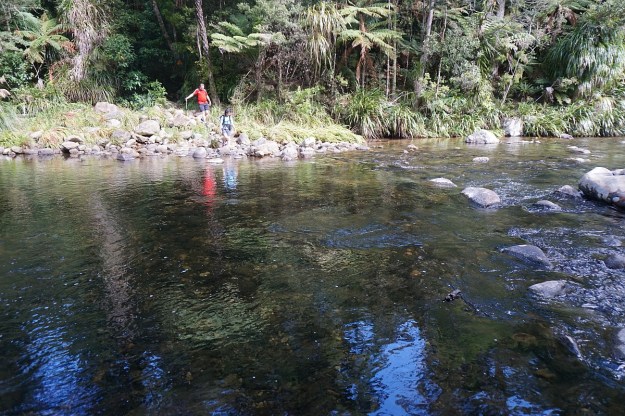 DSC03632_Dickey_Mangakino