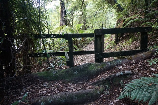 DSC03633_Dickey_Mangakino