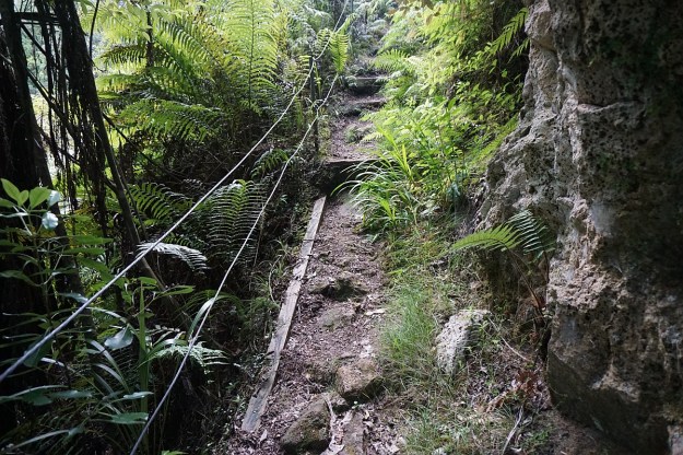 DSC03634_Dickey_Mangakino