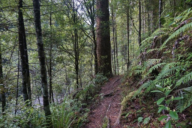 DSC03636_Dickey_Mangakino