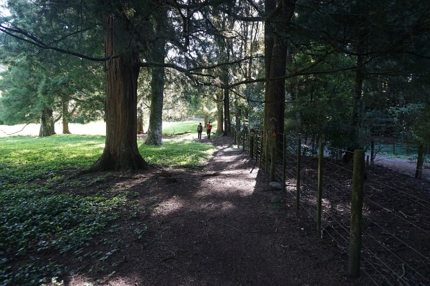 DSC03648_Dickey_Mangakino