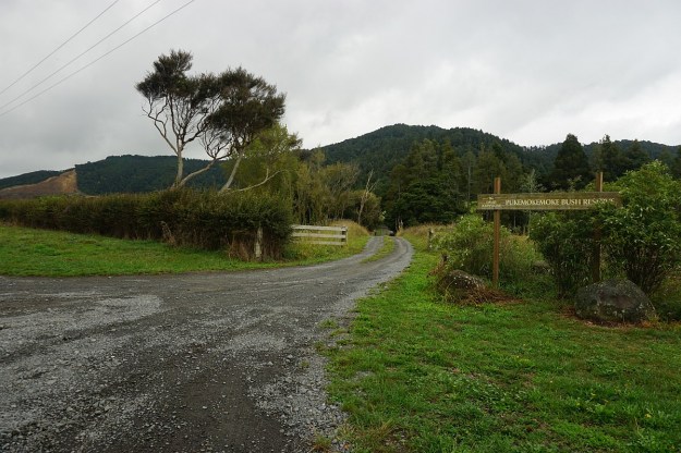 DSC03782_Pukemokemoke