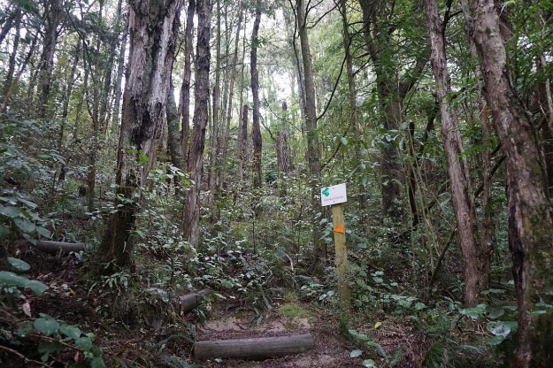 DSC03795_Pukemokemoke